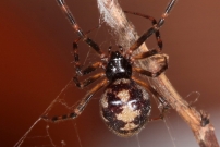 La Malmignatte des maisons. Une femelle (Araneae - Theridiidae - Steatoda triangulosa)